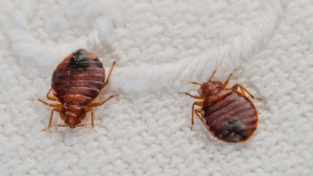 La presenza di un odore insolito in camera da letto può indicare la presenza di cimici dei materassi?