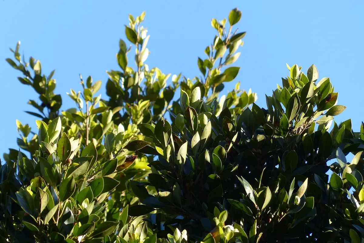 Sai qual è il fiore simbolo dell’Italia? Ecco la risposta sorprendente