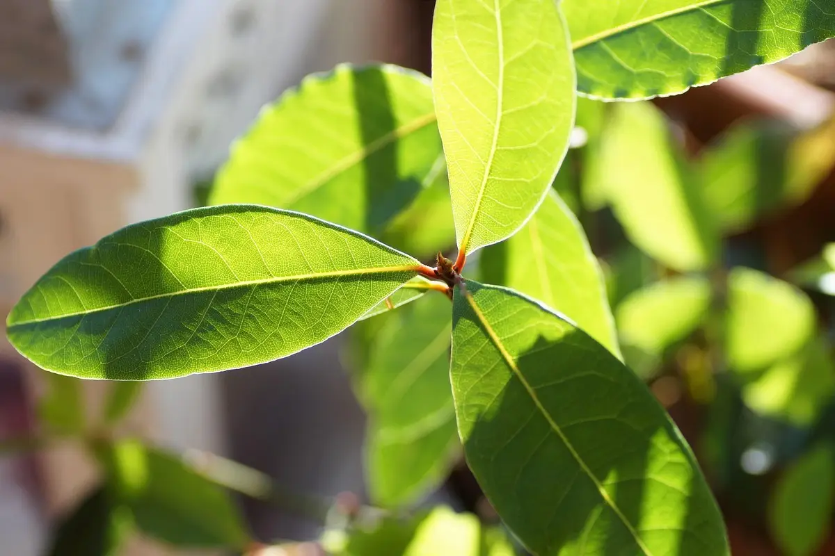 Alloro portafortuna: ecco dove devi metterlo per attirare la buona sorte