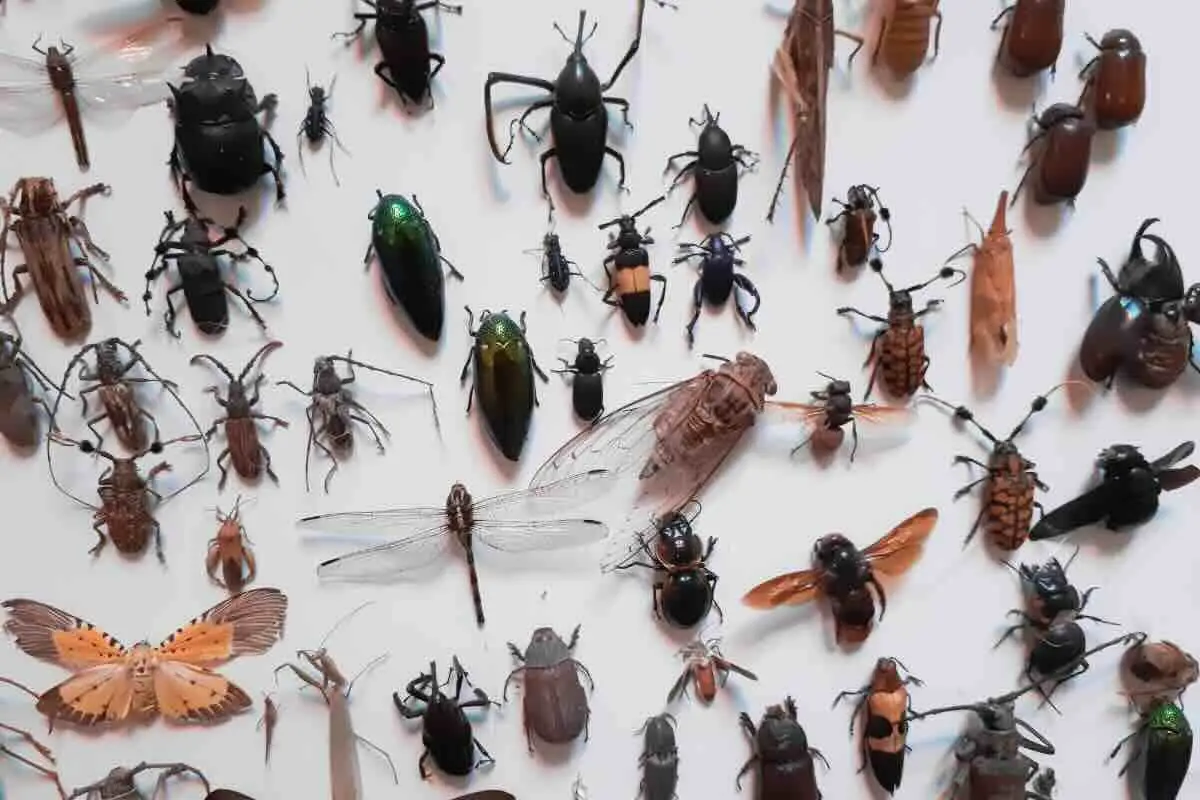 Insetti che temono l’aceto: prova oggi la soluzione naturale per un giardino libero