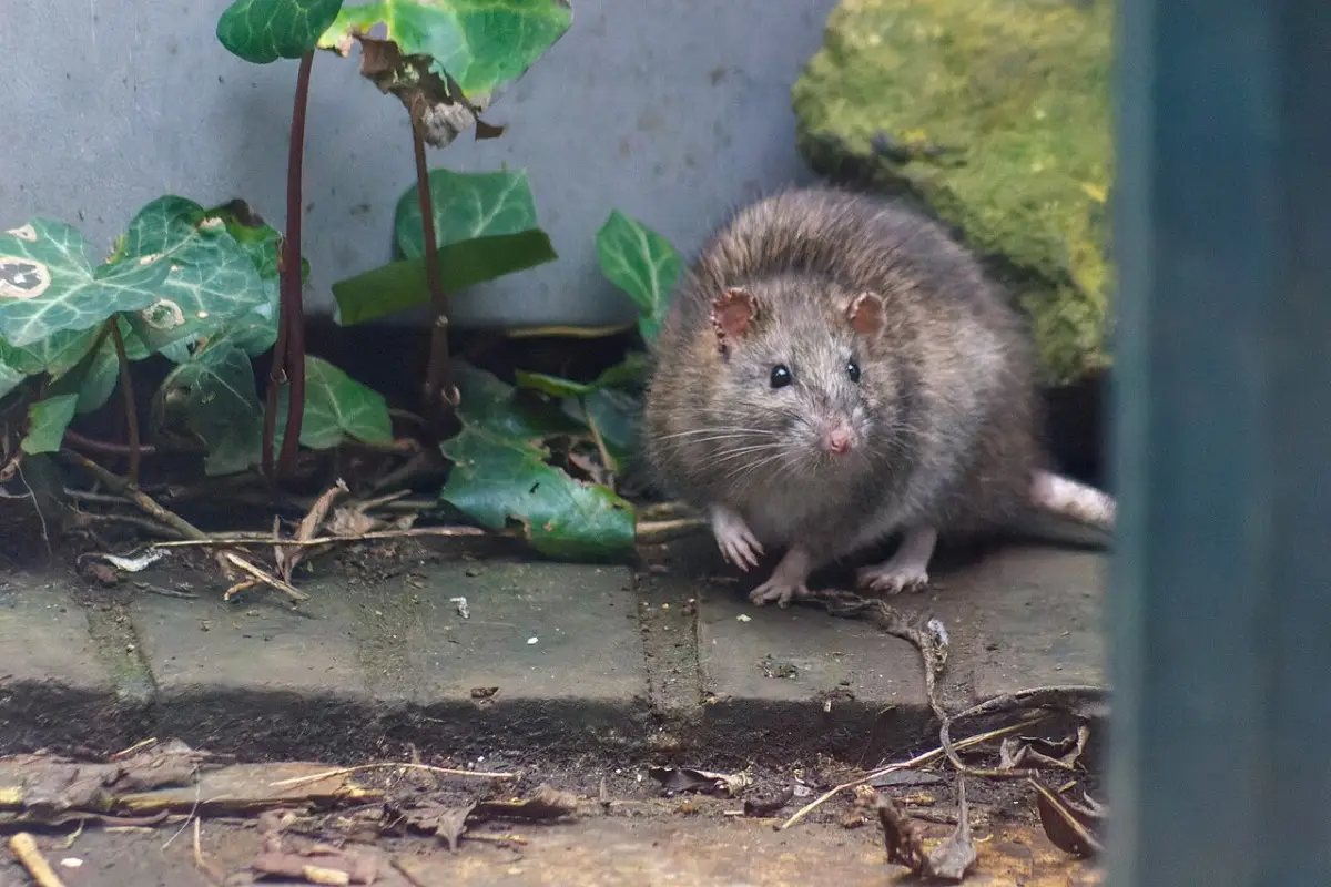 Il trucco naturale per tenere lontani animali indesiderati dal tuo giardino