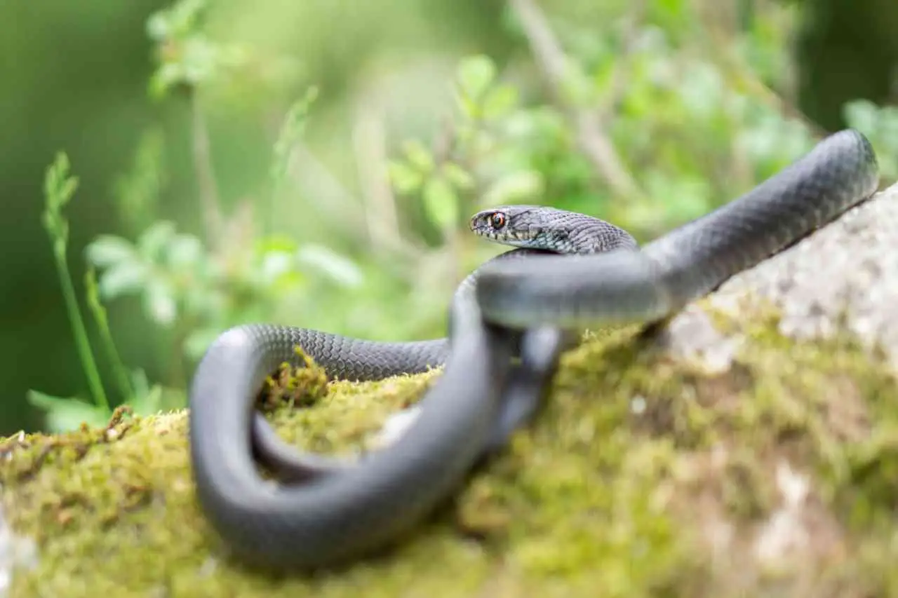 Repellente naturale per serpenti: il metodo semplice che puoi usare in giardino