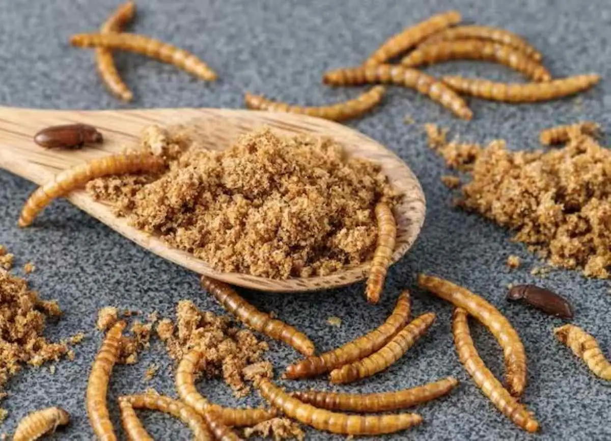 Produrre tarme della farina in casa: la guida con i passaggi fondamentali