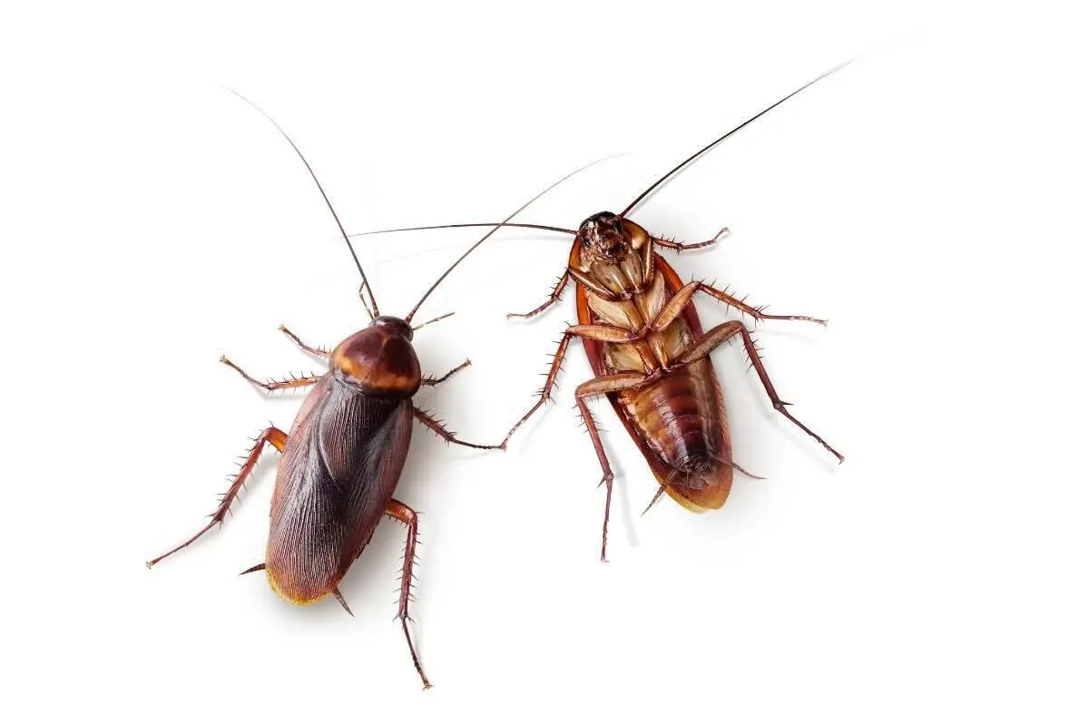 Repellente per le blatte: il rimedio naturale che funziona subito