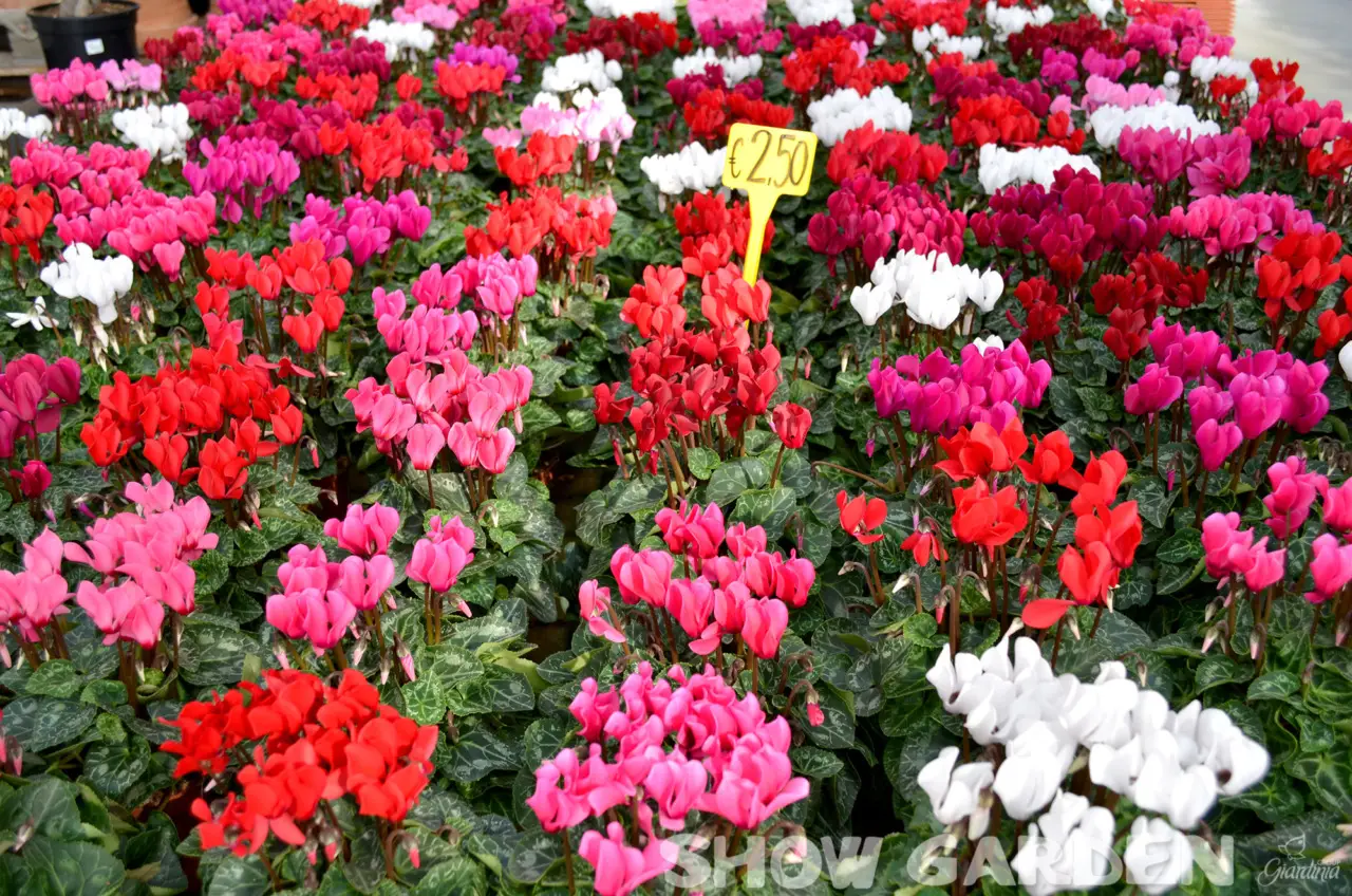 Le piante che si autoseminano: scopri come avere fioriture senza impegno