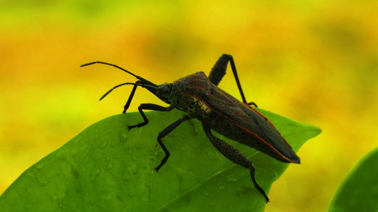 Che odore odiano gli insetti? Ecco cosa usare per tenerli lontani