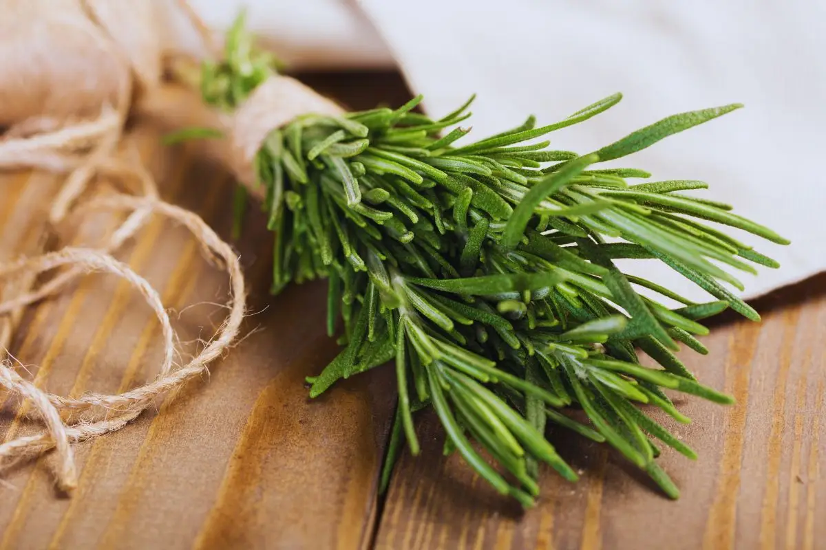 Metti il rosmarino sul balcone o in giardino: ecco gli insetti sorprendenti che attira