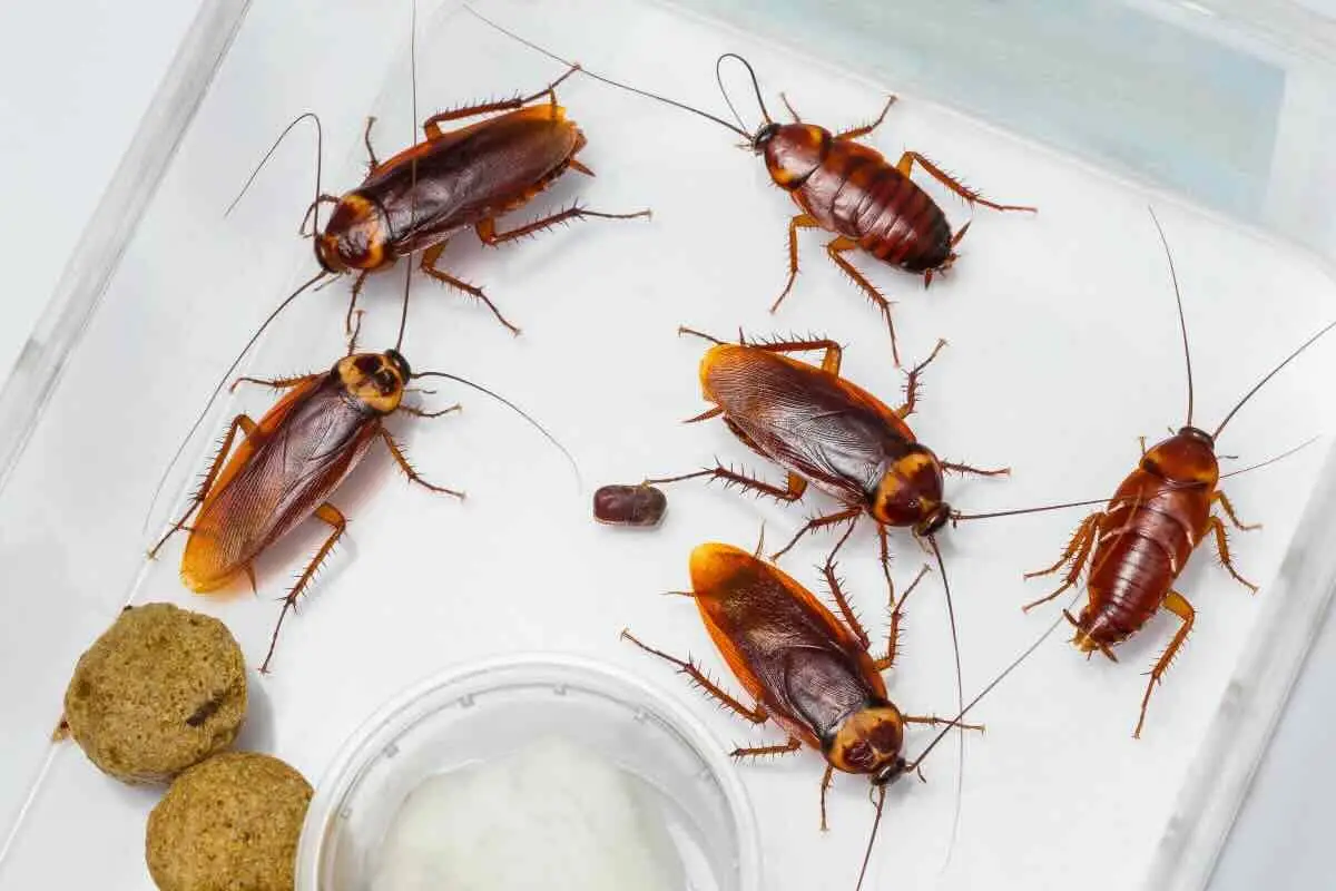 Invasione di blatte? Ecco come funziona davvero una disinfestazione professionale