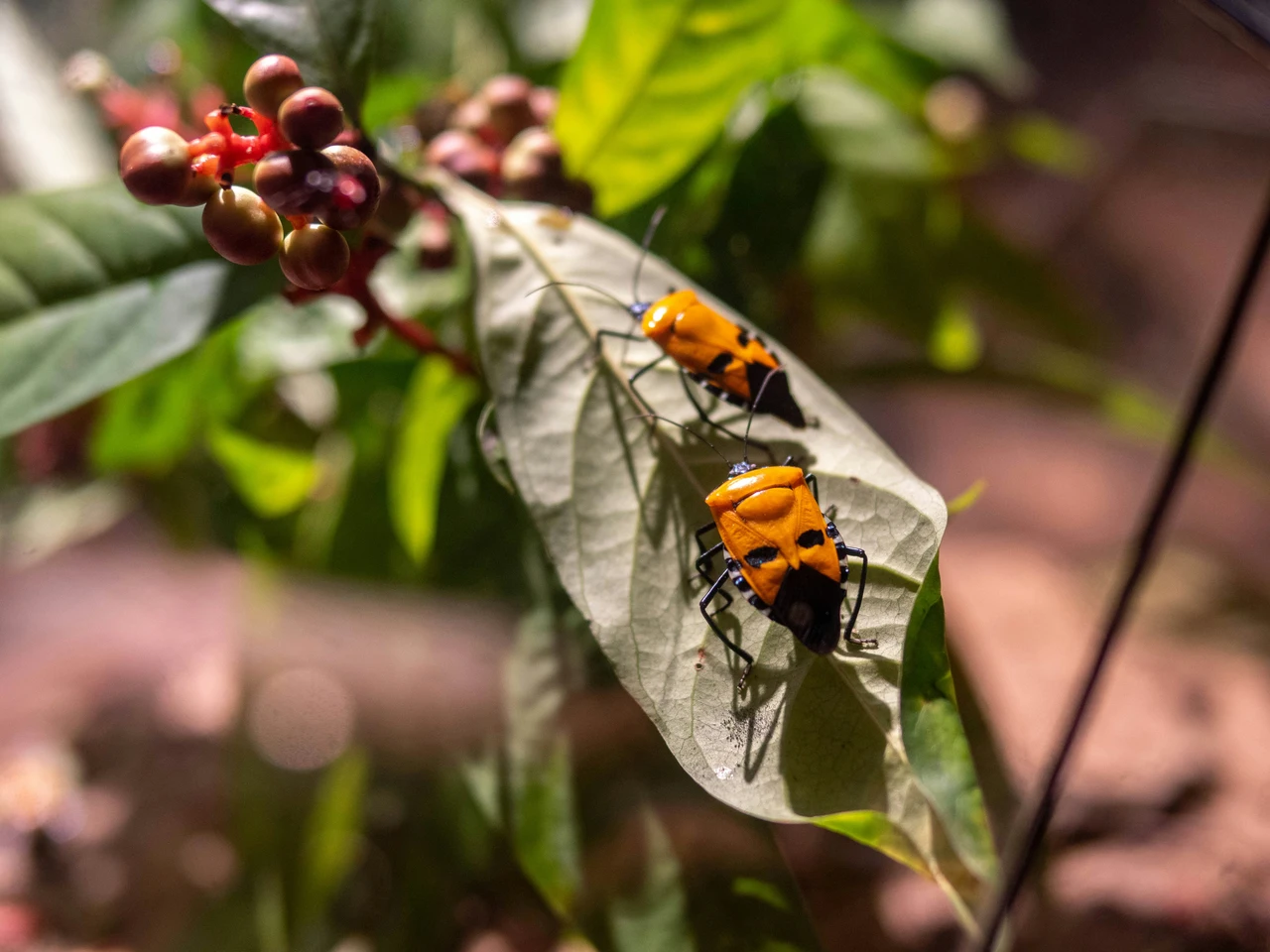 Allontana le cimici con questo profumo naturale: funziona subito
