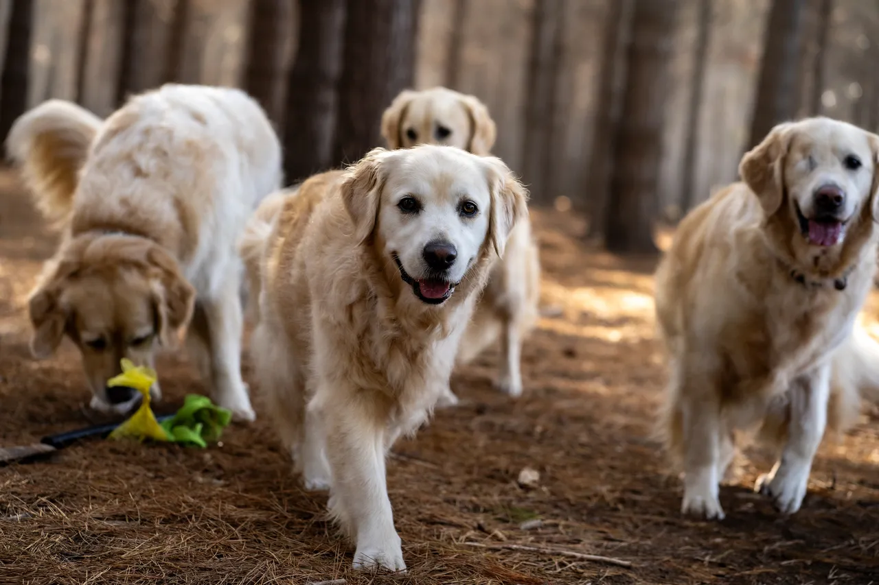 Il tuo cane fa danni in casa? Non sgridarlo così: ecco il metodo corretto per educarlo