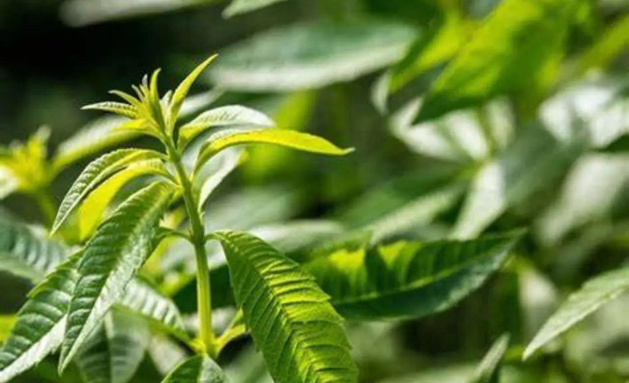 La pianta che allontana le zanzare naturalmente dove metterla